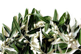 Olive Leaf