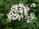 Valerian