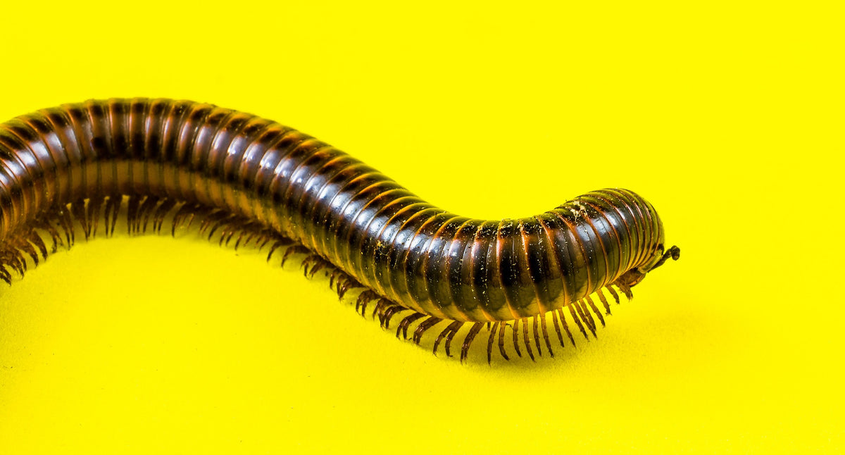 How to Get Rid of Millipedes in 3 Easy Steps Pest Control Everything