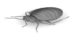 Bed Bug Myths
