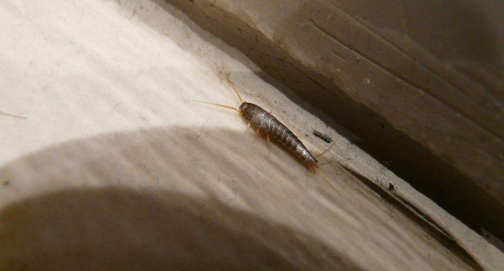 4 Steps To Silverfish Control