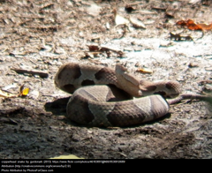 Copperhead snake
