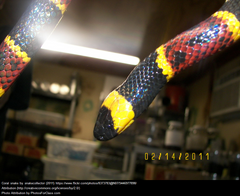 Coral Snake