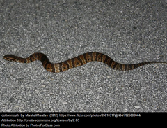 Cottonmouth snake