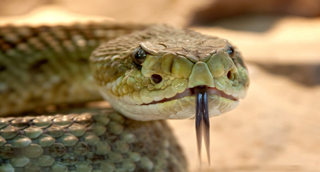 Deadly Snake Bites