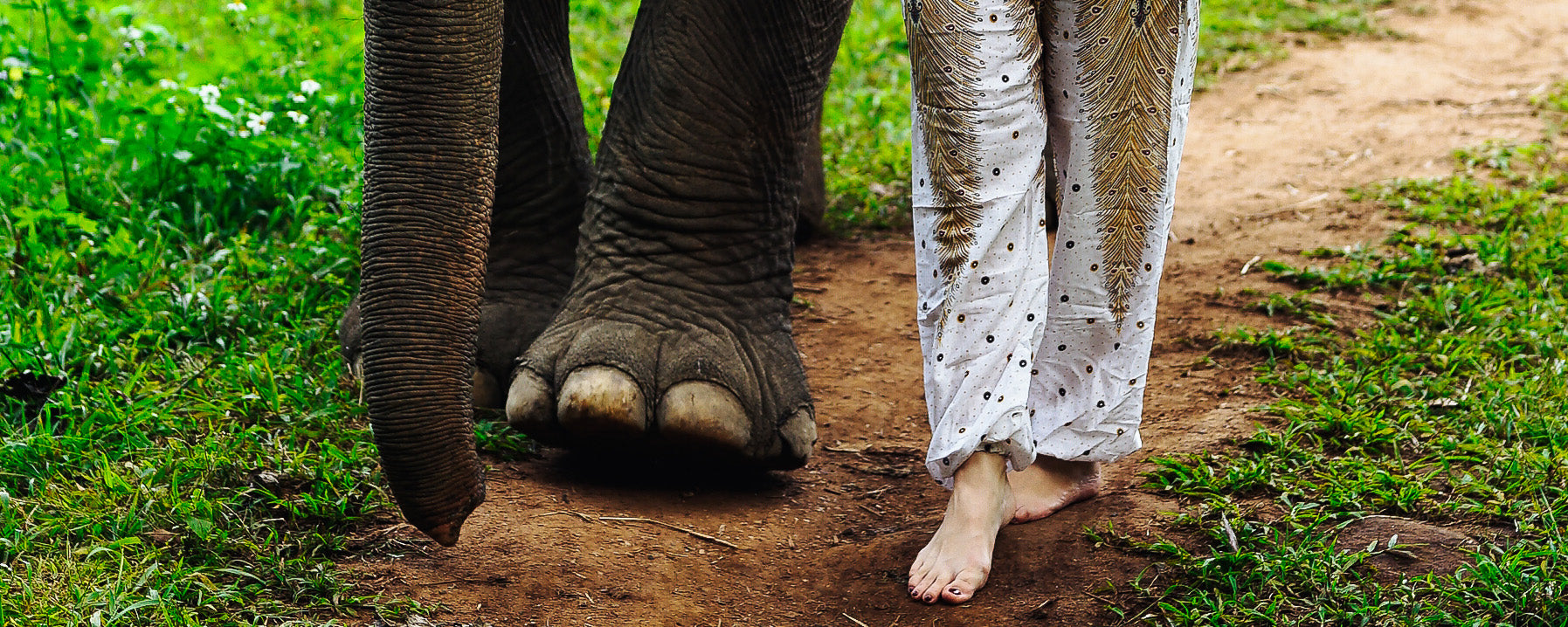 Walking with elephants