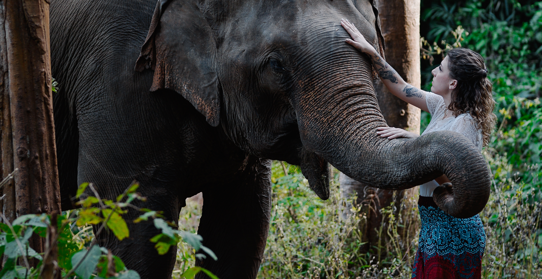 Front view of girl in elephant pants with elephant in forests. 