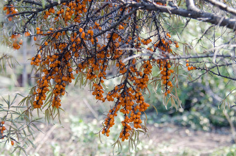 Sea buckthorn