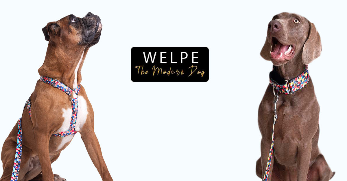 Fabricante y distribuidora de accesorios para perros | – welpe