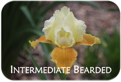 Intermediate Bearded