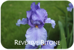 Reverse Bitone