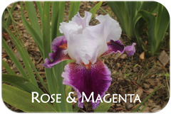 Rose and Magenta