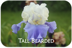 Tall Bearded