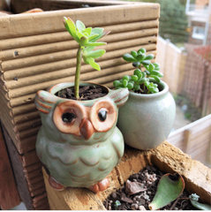 Owl Shape Plant Flower Pots ( Set of 5 )