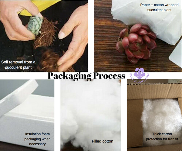 eSucculent Packaging Process