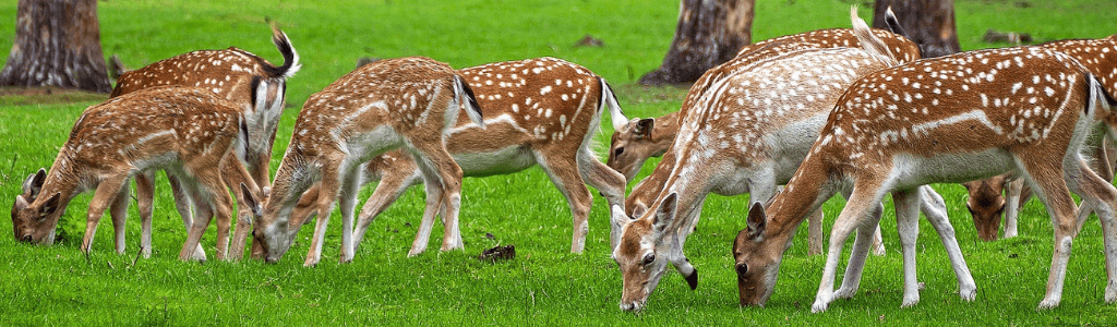 Bejagung-von-jungem-Schalenwild-im-September-Rehe-auf-Wiese-Wolfgangs