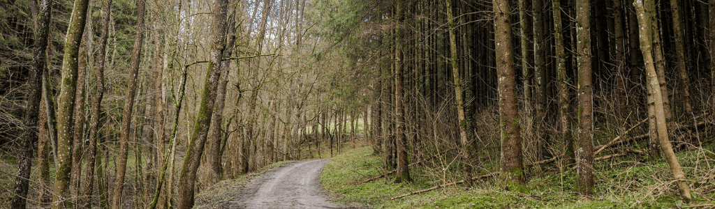 Spurenlesen-in-der-Natur-Fährten-erkennen-Waldweg-Wolfgangs