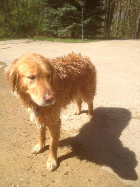 Jake Dogtails Dog Shampoo