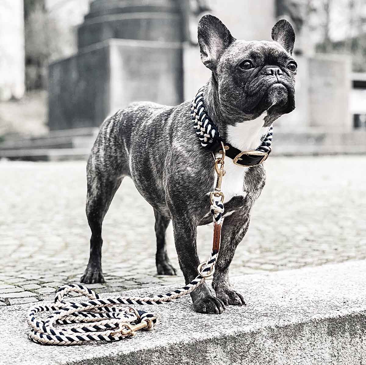 Französische Bulldogge mit William Walker Paracord Halsband und Leine