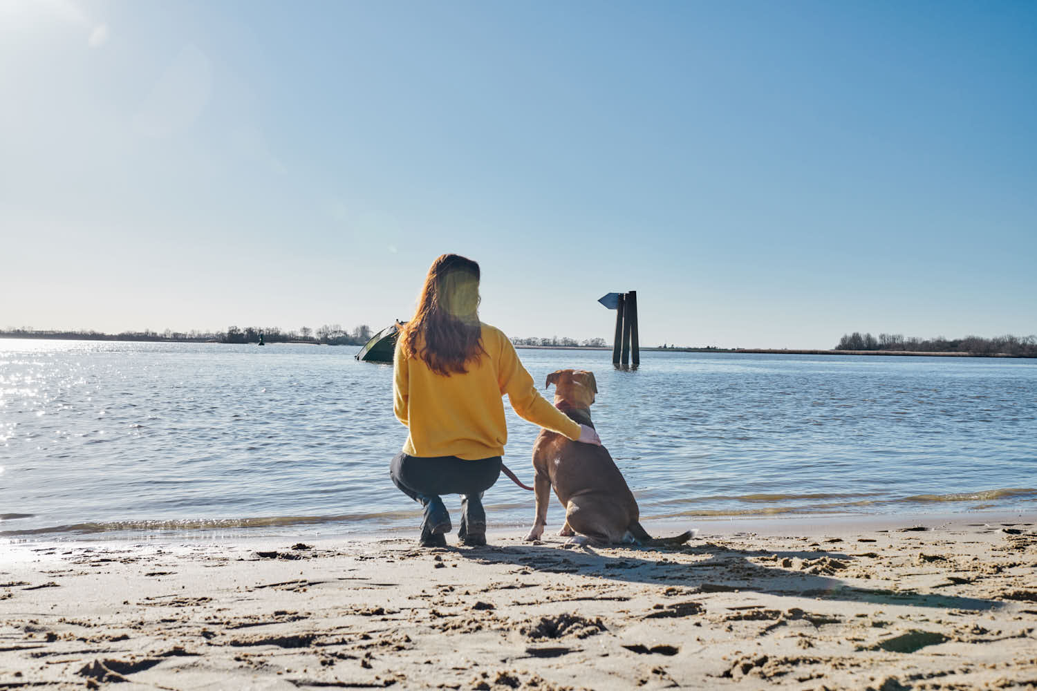 Continental Bulldog am Strand