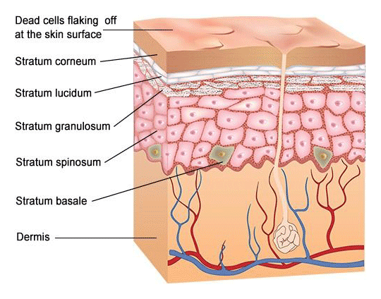 Anatomy of the Epidermis