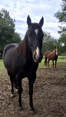 horse jewelry