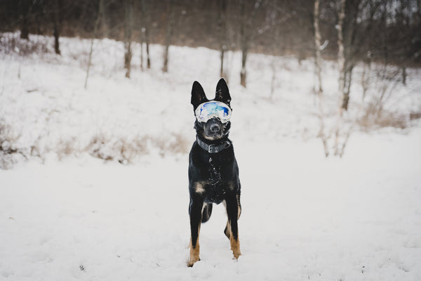 dog photography black echo company in snow