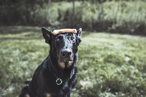 dog treat training