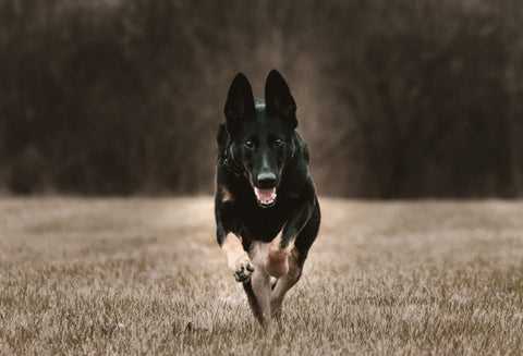 running dog german shepherd black echo company