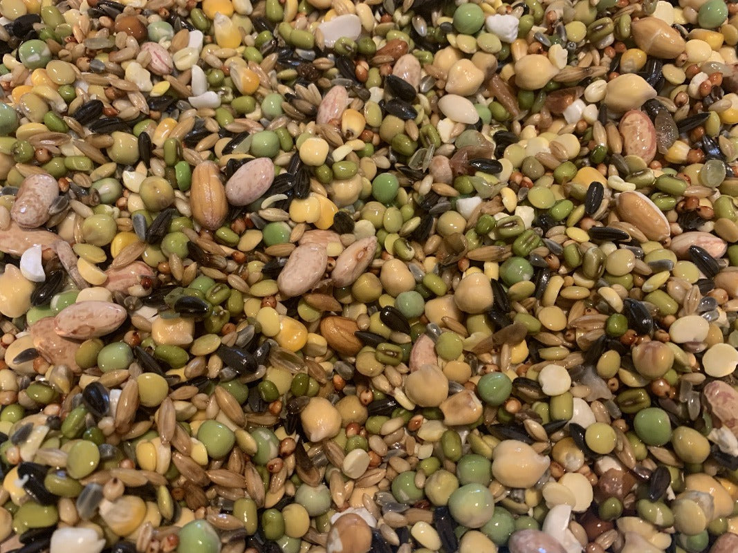 soaked seed for parrots