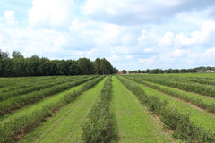 Aronia Plantage