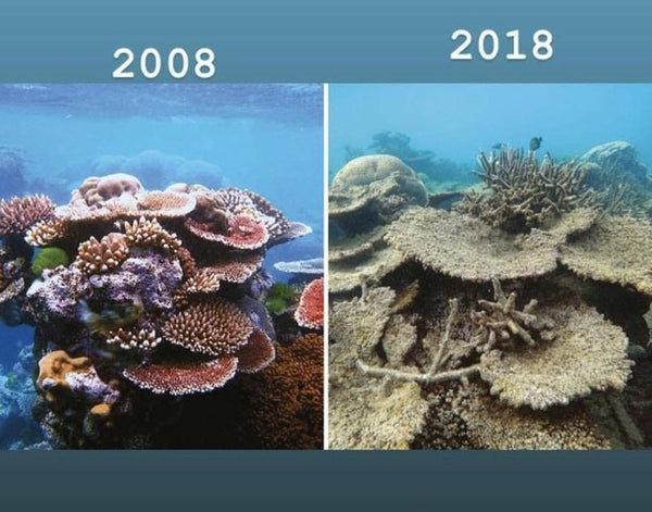 Sunscreen Awareness Coral Reefs