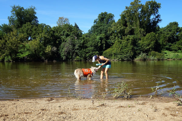 Dog SUP Paddle