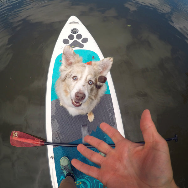 Dog SUP Paddle Hala