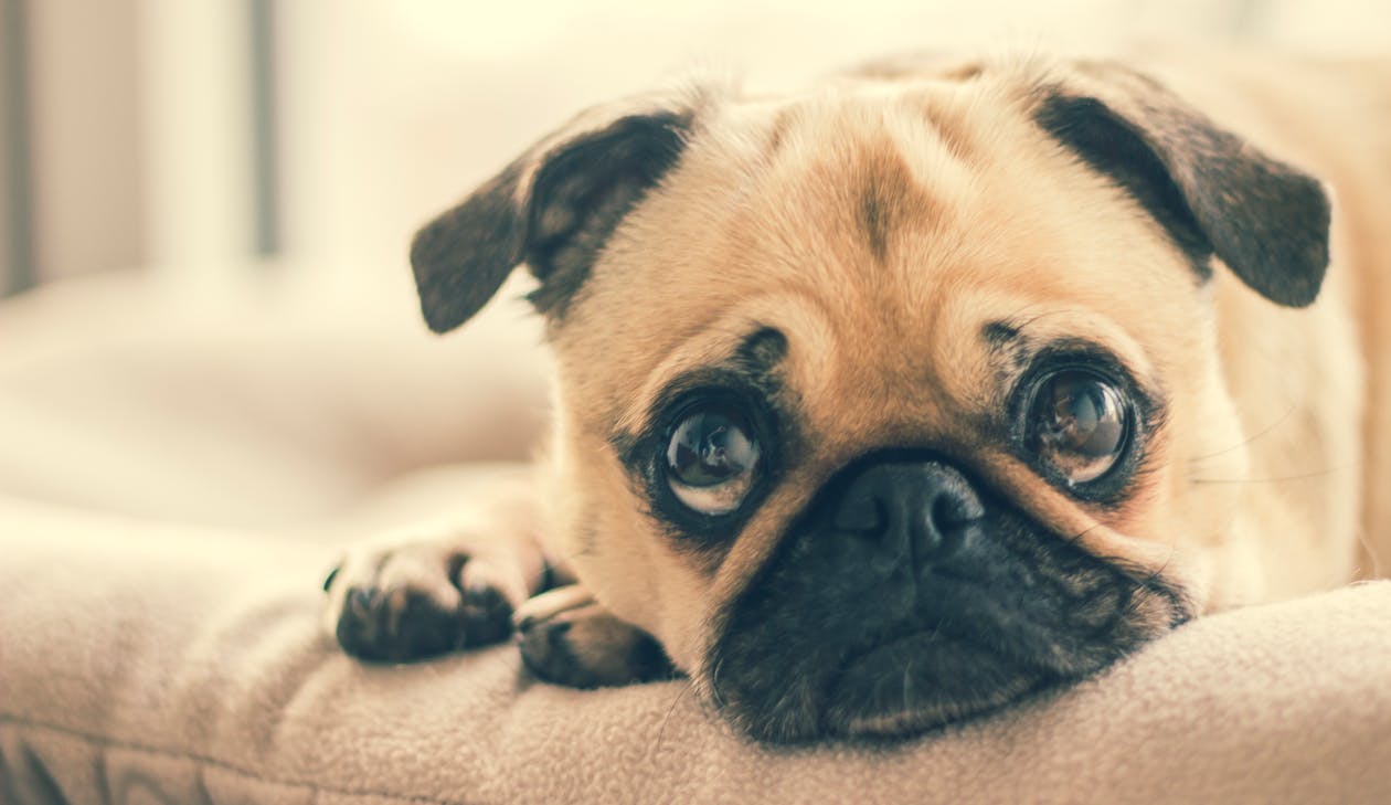 3 Eye-Opening Reasons Why People are Giving Their Pets Hemp CBD