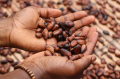hands holding cacao beans