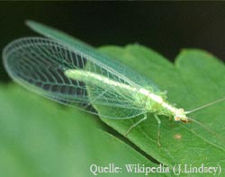 Insekten: Die Gemeine bzw. Grüne Florfliege 