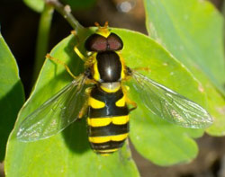  Mondfleck-Schwebfliege (lat. Lapposyrphus Lapponicus)