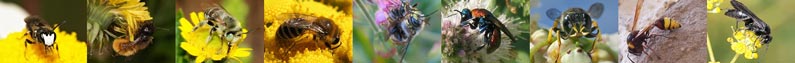 Insekten: Wildbienen und Wespen