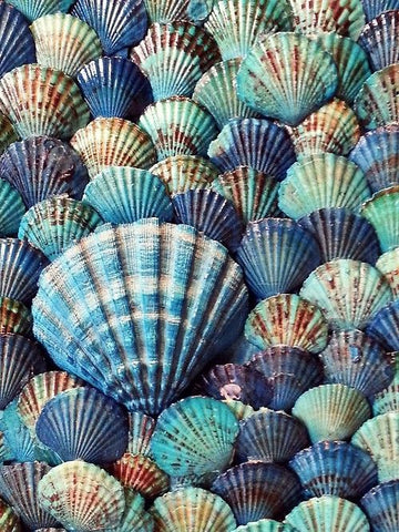 Blue shells 