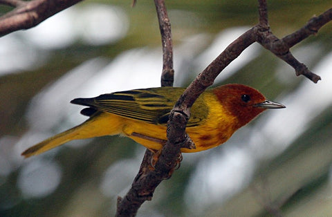 mangrove warbler