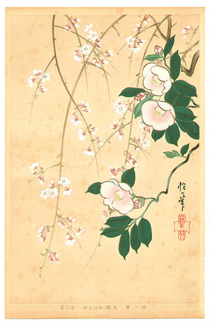 Camellia and Cherry - Rimpa School Series. Sakai Hoitsu Original painting in Edo period. This woodblock print series was made in 1931.