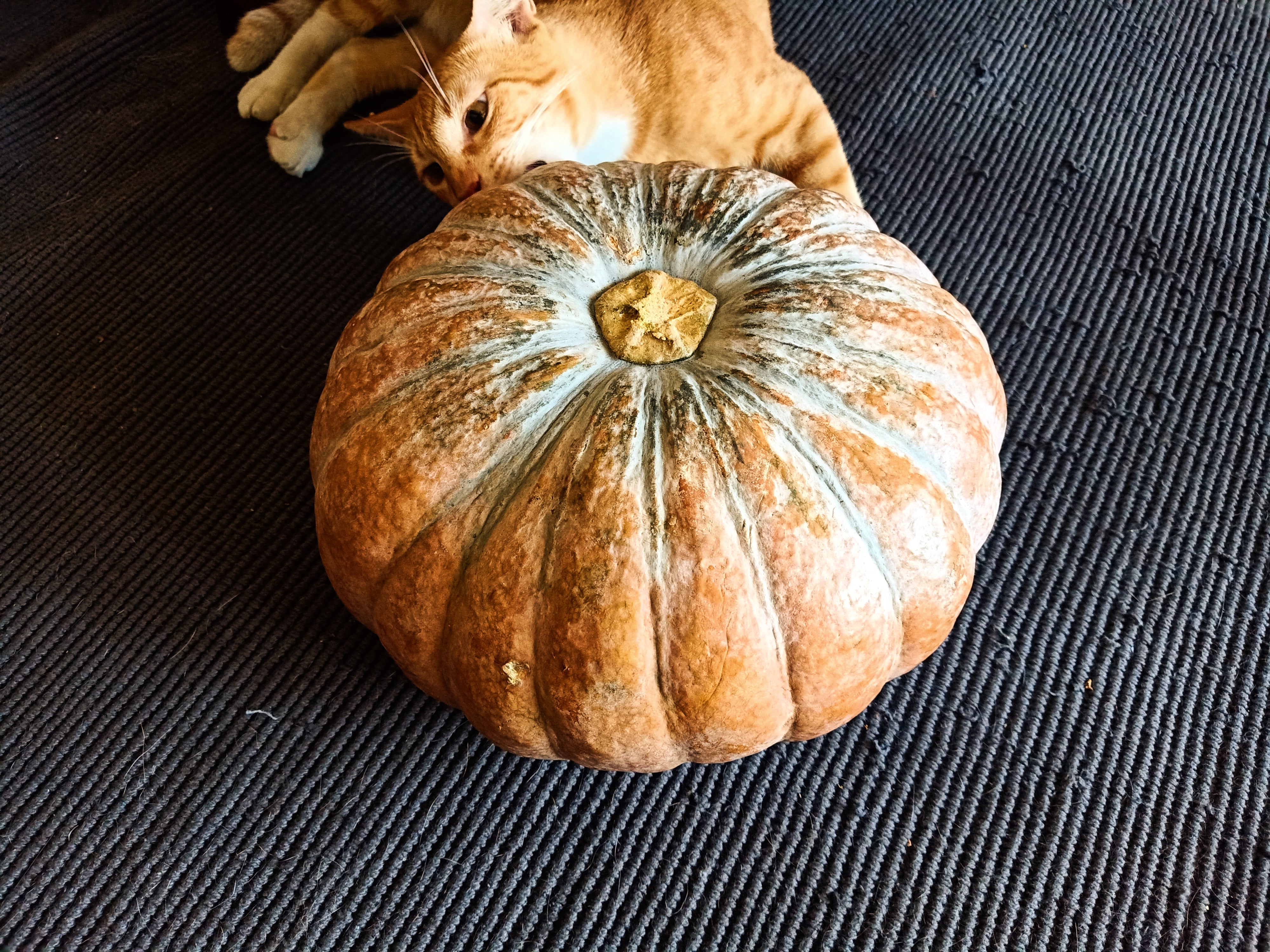 fat-ginger-kitten-chonk-cat-biting-squash-pumpkin-kalabasa