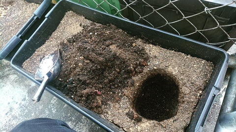 digging into bokashi compost