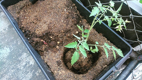 transplanting tomato plants