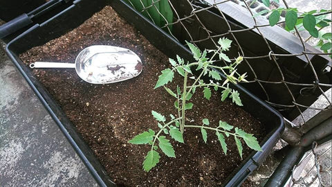 transplanted tomato