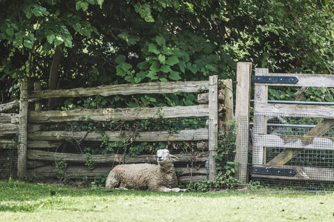 Resting sheep