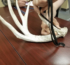 A student uses a flexible measuring tape to determine the length of a deer antler tine while scoring the overall size of a whitetailed deer rack.