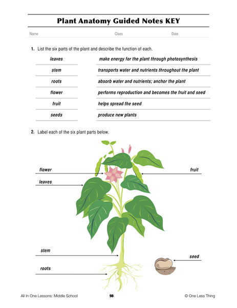 6-09 Plant Anatomy, Lesson Plan Download - One Less Thing