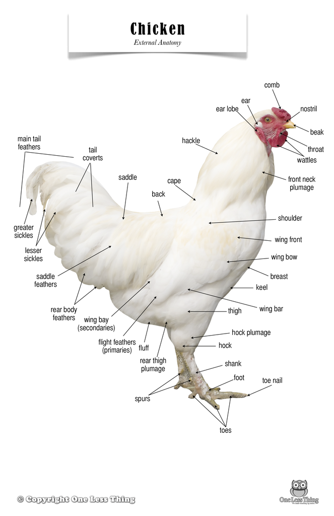Chicken Anatomy, Poster - One Less Thing